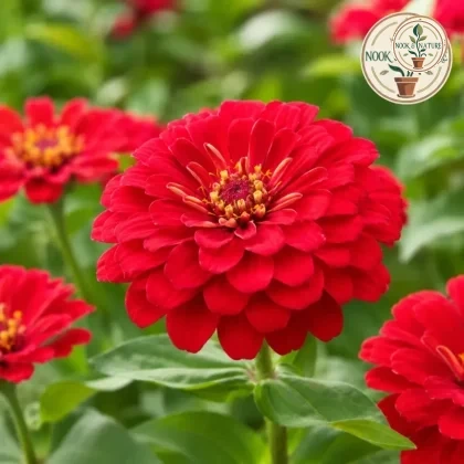Zinnia – Red Flower - Nook & Nature