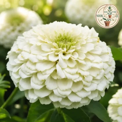 Zinnia White Flower - Nook & Nature