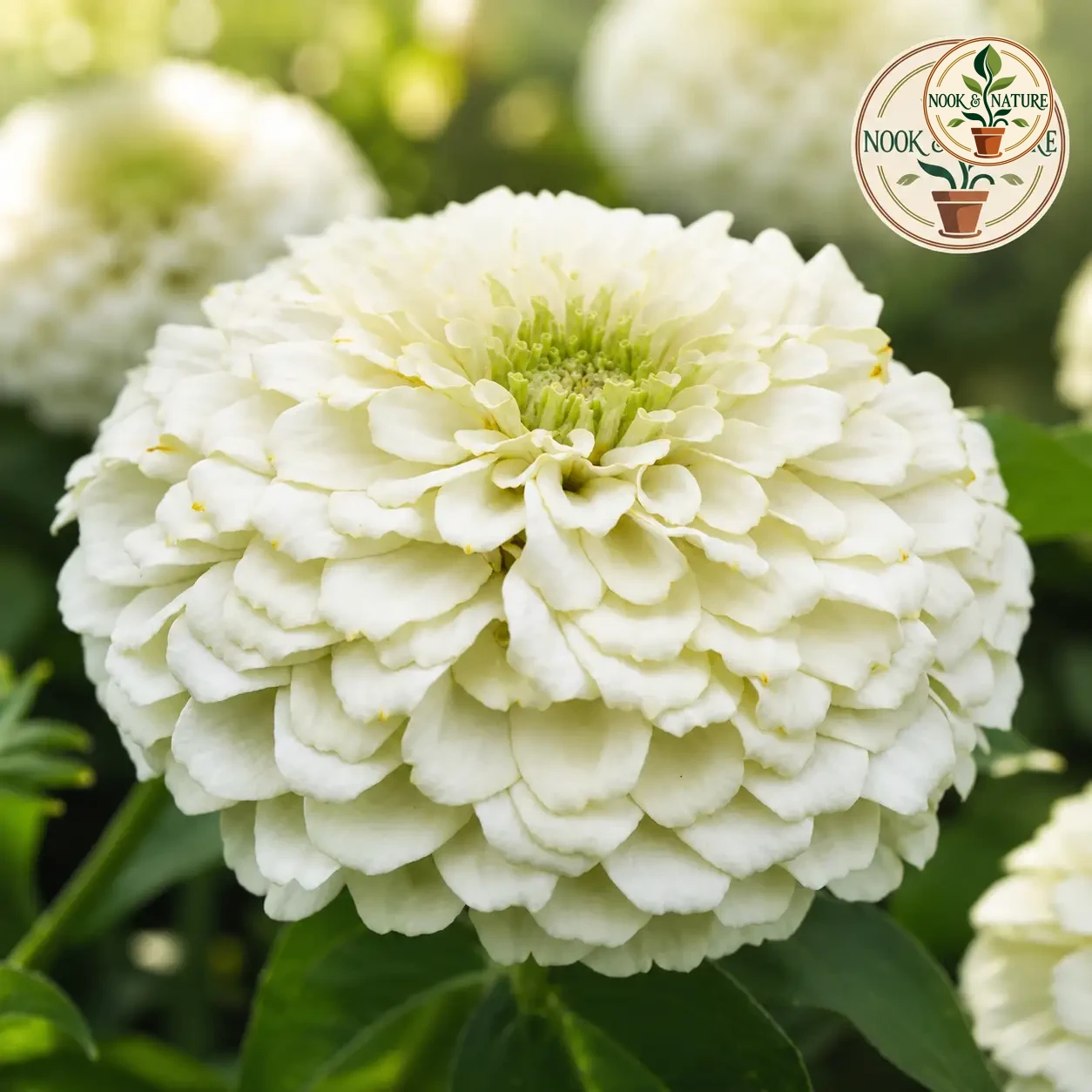 Zinnia White Flower - Nook & Nature