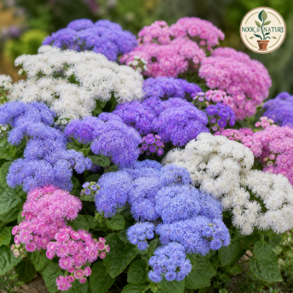 Ageratum Hawaii Mixed Flower Seeds
