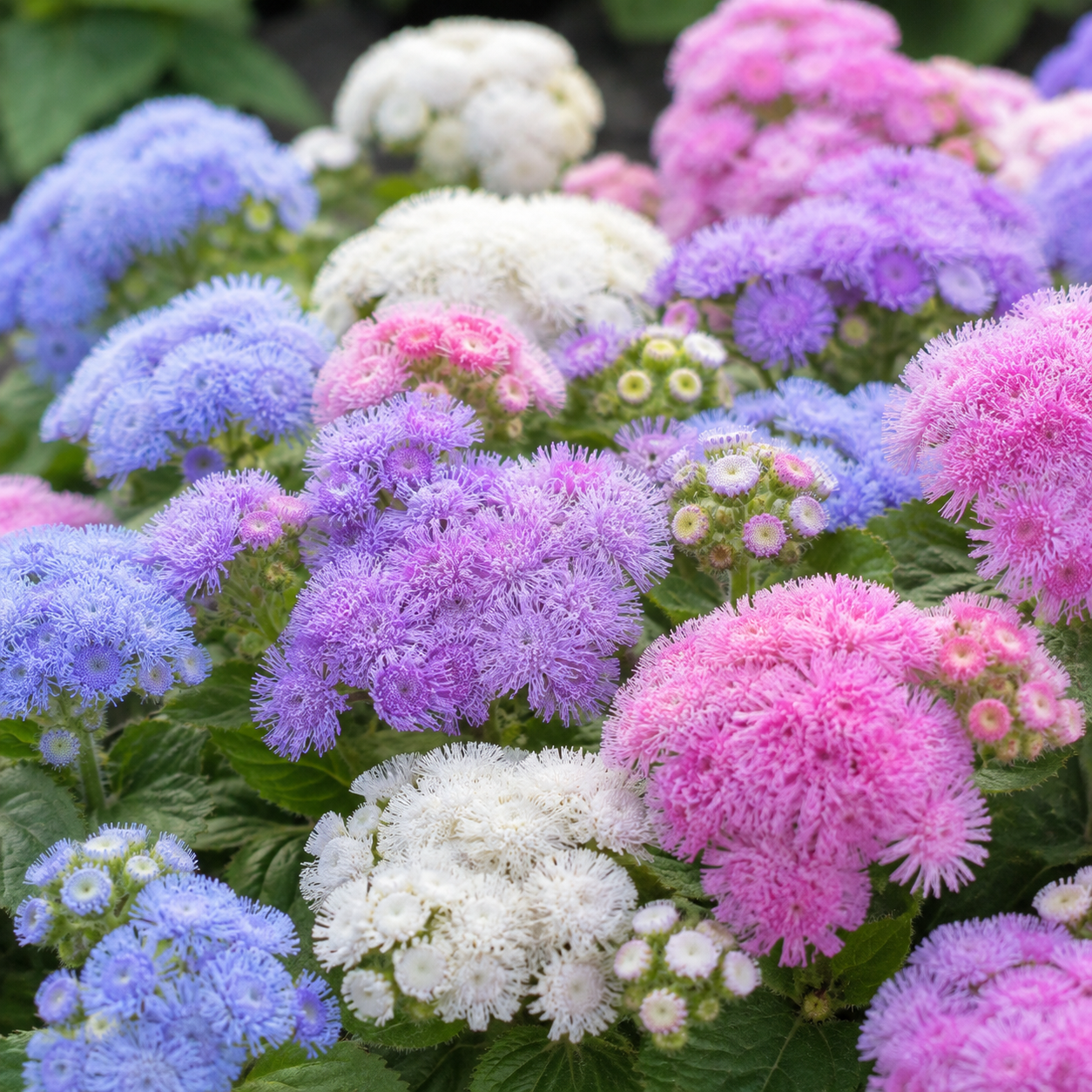 Ageratum Hawaii Mixed Flower Seeds - Image 2