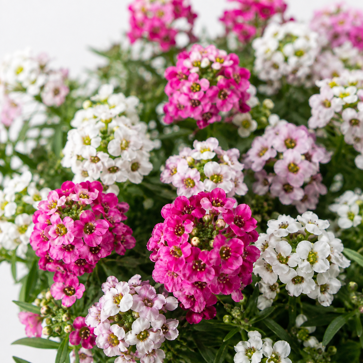 Alyssum Rosie O'Day Flower Seeds - Image 2