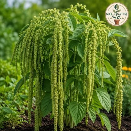 Amaranthus Caudatus Green Flower Seeds