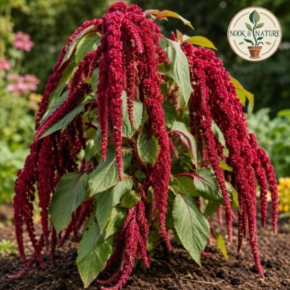Amaranthus Caudatus Red Flower Seeds