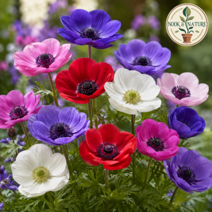 Anemone Multiflora Mixed Flower Seeds