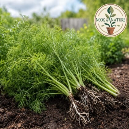 Anise Anis Herb Seeds