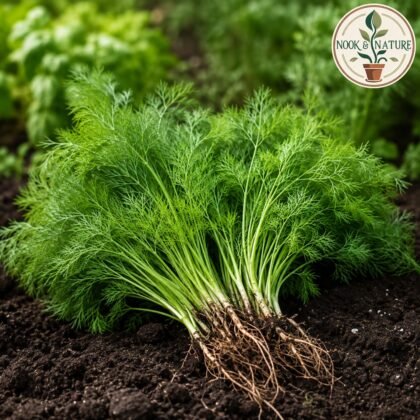 Anith Herb Seeds