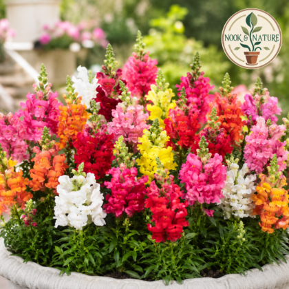 Antirrhinum Dwarf Mixed Flower Seeds