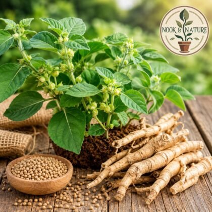 Ashwagandha Indian Ginseng Herb Seeds