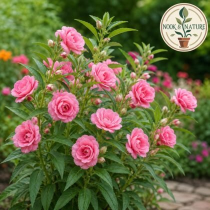 Balsam Rose Flower Seeds