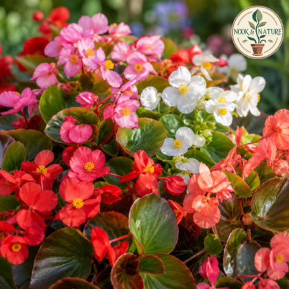 Begonia Semperflorens Mixed Flower Seeds