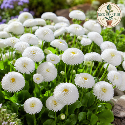 Bellis Perennis Daisy White Flower Seeds
