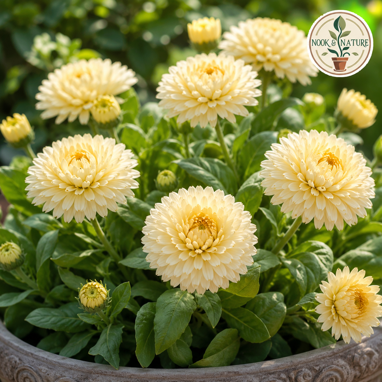 Calendula Bon Bon Cream Flower Seeds