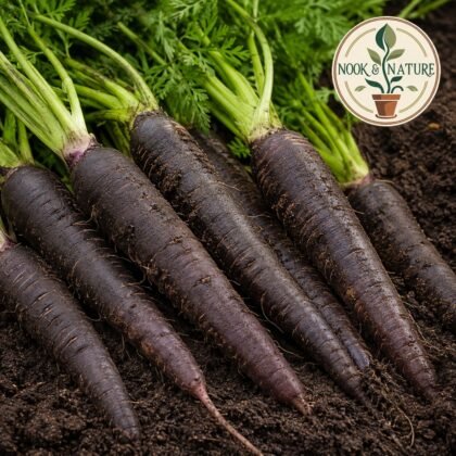 Carrot Black Wonder Seeds