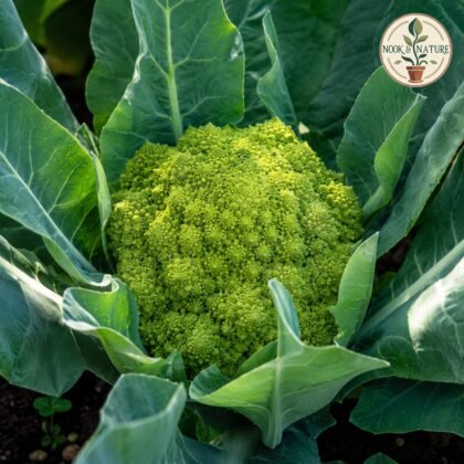 Cauliflower Verde Di Macerata Seeds