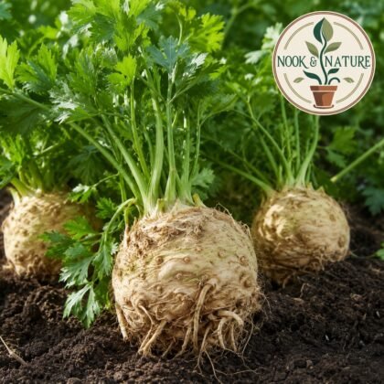 Celeriac Imported Prager Riesen Seeds