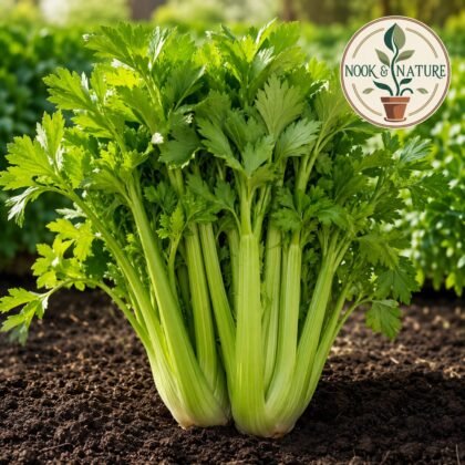 Celery Imported Seeds