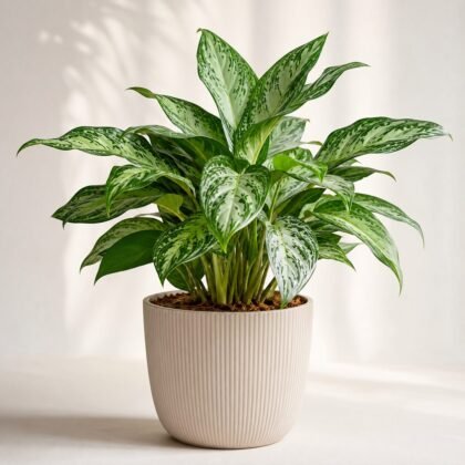 Aglaonema