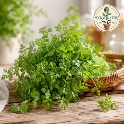 Chervil Herb Seeds