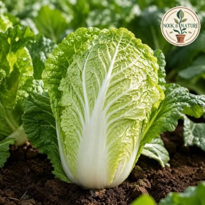 Chinese Cabbage Imported Granat Seeds