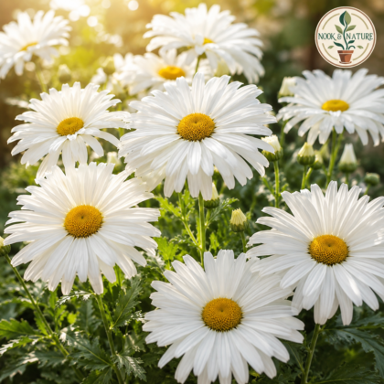 Chrysanthemum Maximum Alaska Flower Seeds