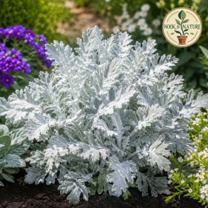 Cineraria Maritima Silver Dust Seeds