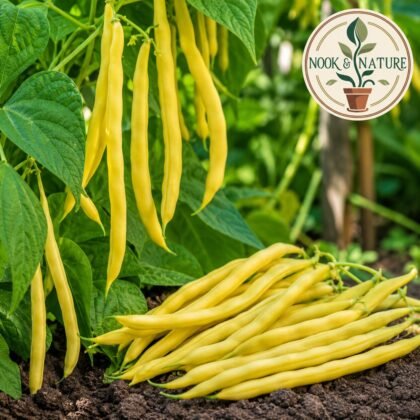 Climbing Beans Golden Wax Seeds