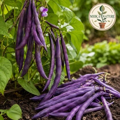 Climbing Beans Violette Seeds