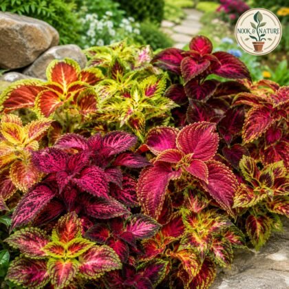 Coleus Rainbow Mixed Seeds
