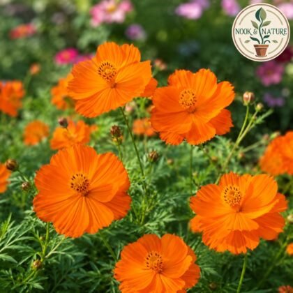 Cosmos Bright Lights Orange Flower Seeds