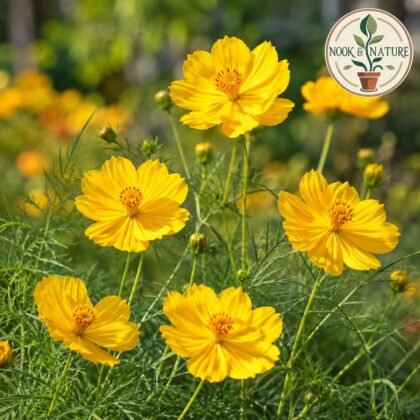 Cosmos Bright Lights Yellow Flower Seeds