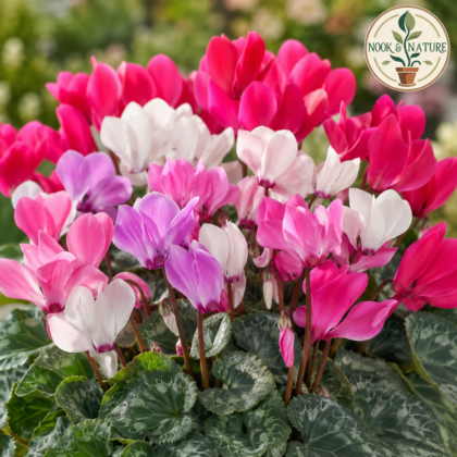 Cyclamen Persicum Mixed Flower Seeds