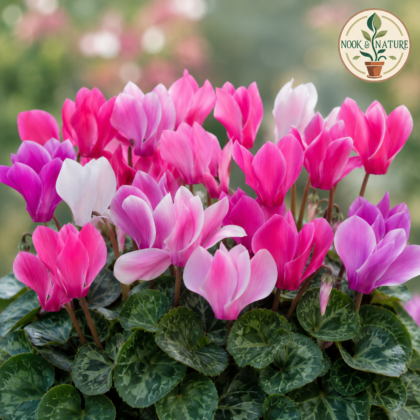 Cyclamen Persicum Mixed Flower Seeds