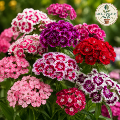 Dianthus Barbatus Mixed Flower Seeds
