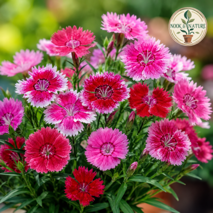 Dianthus Chinensis Flower Seeds