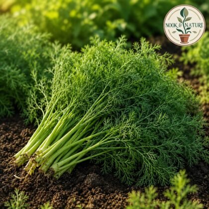 Dill Herb Seeds