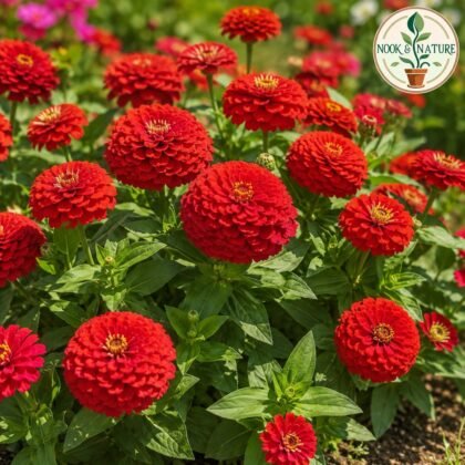 Dreamland Zinnia Red Flower Seeds