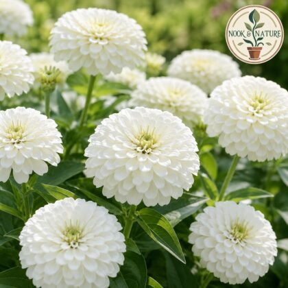 Dreamland Zinnia White Flower Seeds