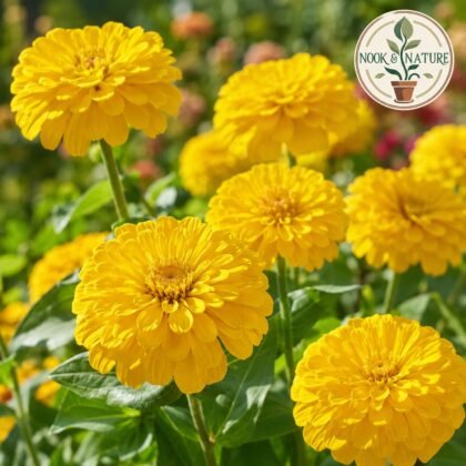 Dreamland Zinnia Yellow Flower Seeds