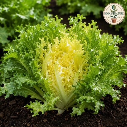 Endive Riccia Cuore Di Oro Seeds