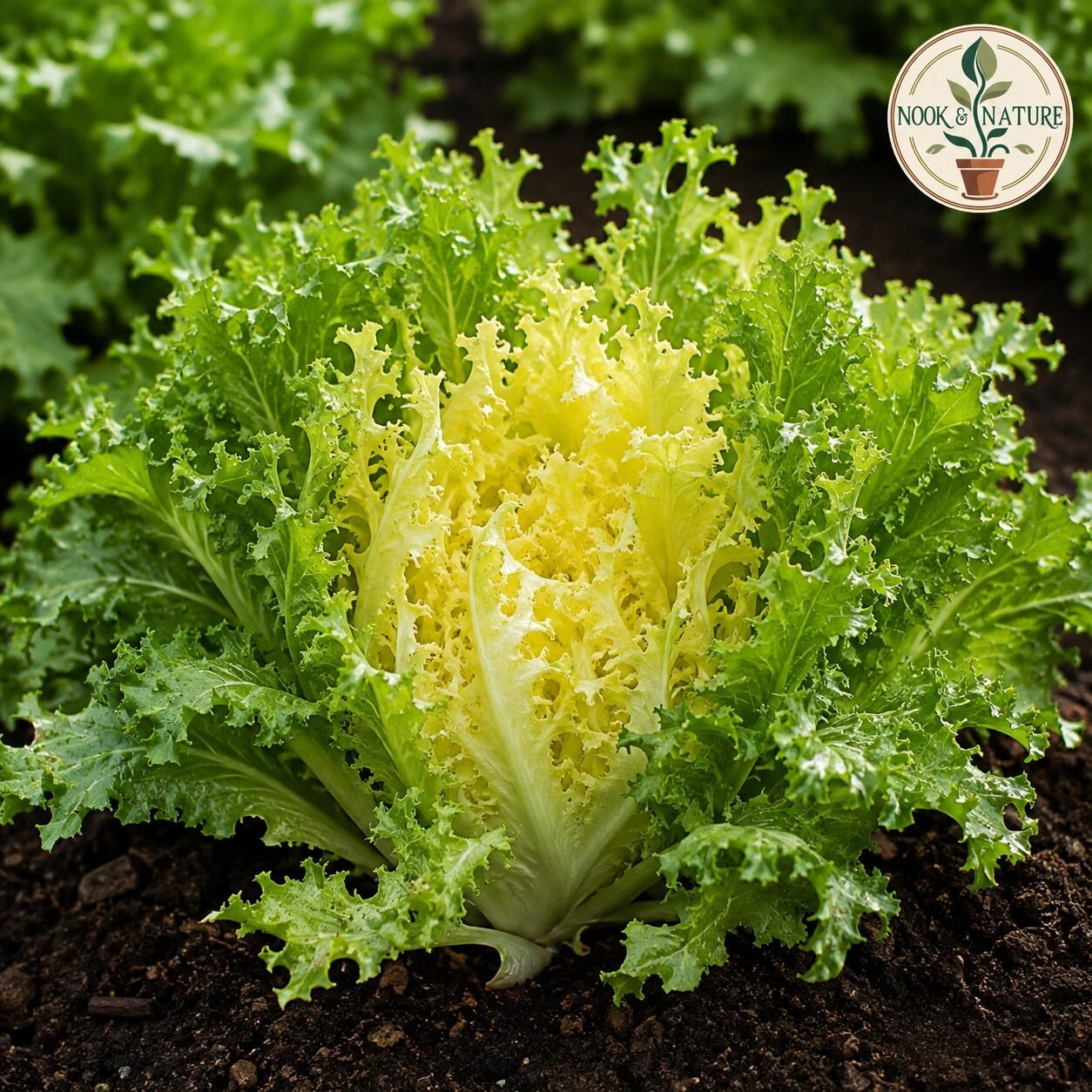 Endive Riccia Cuore Di Oro Seeds