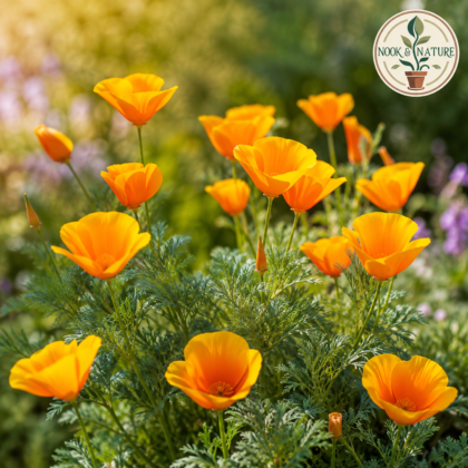 Eschscholzia Californian Poppy Flower Seeds