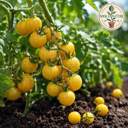 F1 Gold Currant Cherry Tomato Seeds
