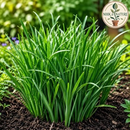 Garlic Chives Herb Seeds