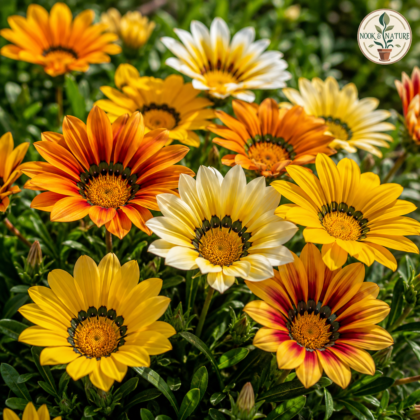 Gazania Sunshine Mixed Flower Seeds