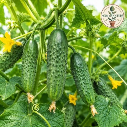 Gherkins Pickling Cucumber Seeds