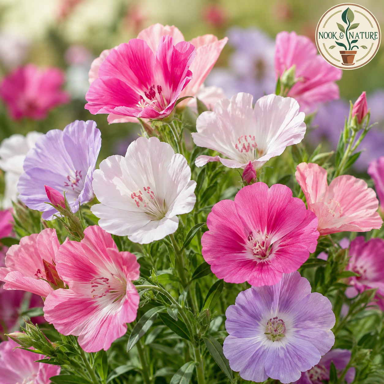 Godetia Azaleaflora Mixed Flower Seeds