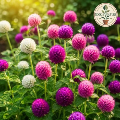 Gomphrena Globe Mixed Flower Seeds