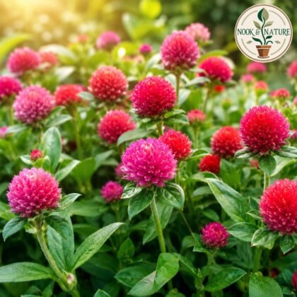 Gomphrena Haageana Strawberry Flower Seeds