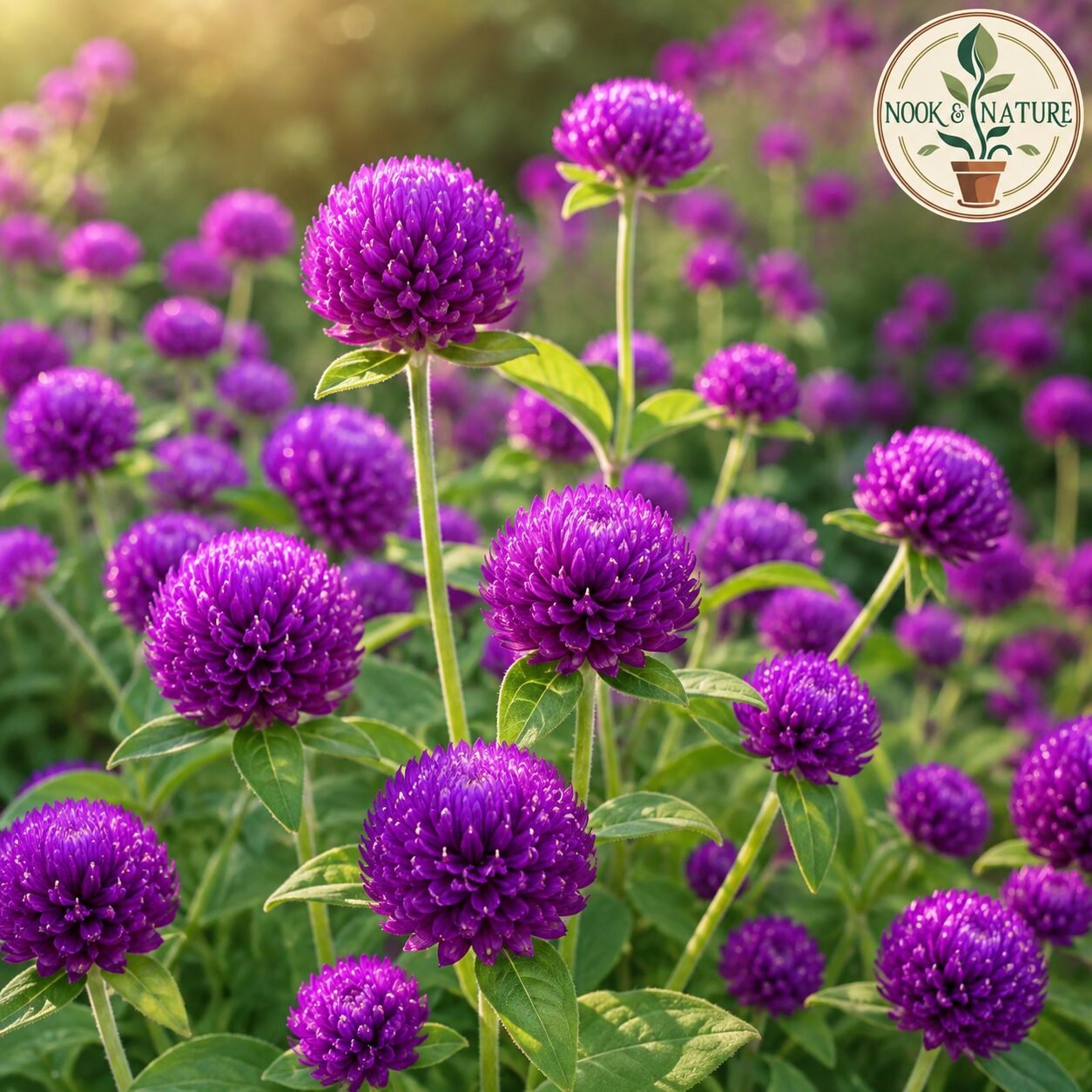 Gomphrena Purple Flower Seeds